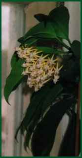 H. multiflora