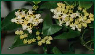 H. multiflora - Blüten